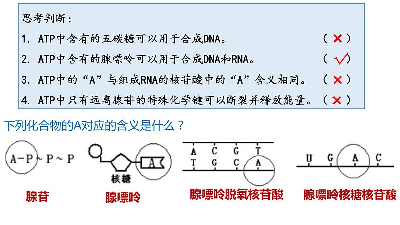 高中生物第一册 5 2细胞的能量货币——ATP 课件第5页