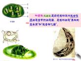 高中生物第一册 3 2 1 细胞器之间的分工合作 课件