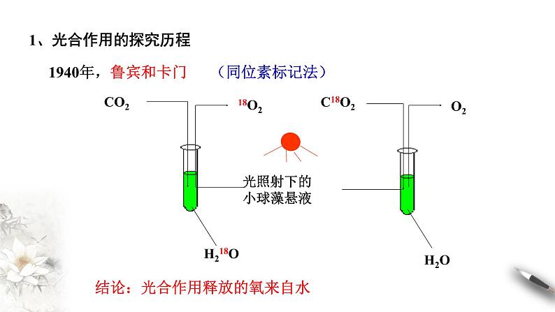 高中生物第一册 5 4 2 光合作用与能量转化 课件07