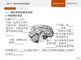 高中生物选择性必修一   第2章　第1节　神经调节的结构基础课件PPT