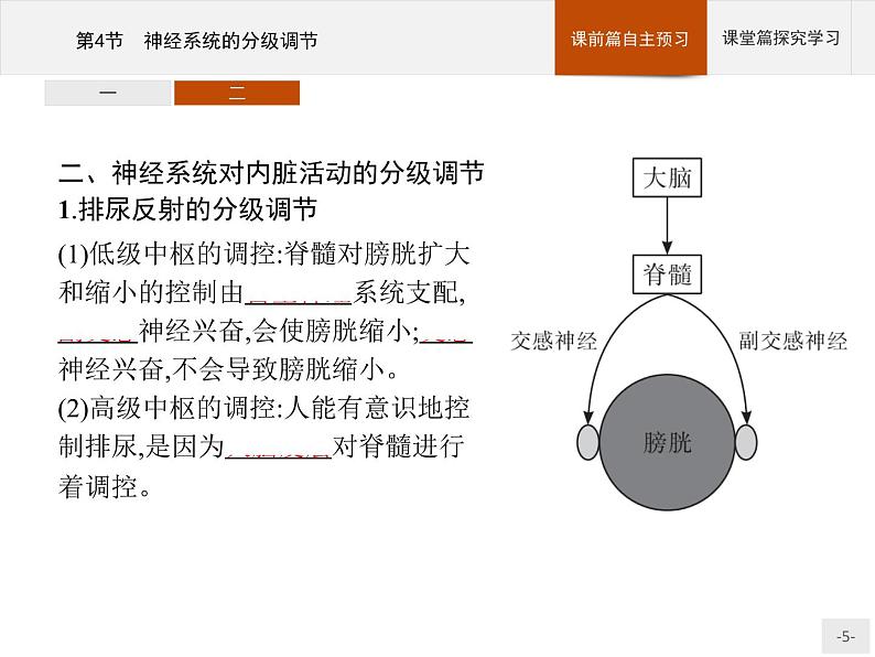 高中生物选择性必修一   第2章　第4节　神经系统的分级调节课件PPT第5页