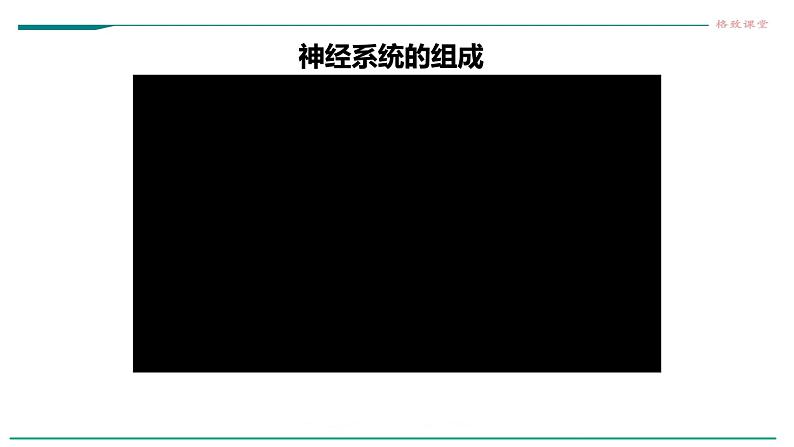 高中生物选择性必修一   第四节  神经系统的分级调节课件PPT第3页