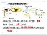 高中生物选择性必修一   第四节  神经系统的分级调节课件PPT