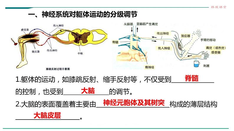 高中生物选择性必修一   第四节  神经系统的分级调节课件PPT第5页