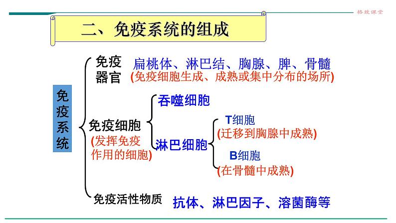 高中生物选择性必修一   第一节  免疫系统的组成和功能课件PPT第7页