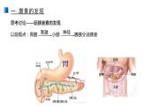 高中生物选择性必修一   3 1 激素与内分泌系统 课件练习题