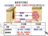 高中生物选择性必修一   3 1 激素与内分泌系统（课件）上学期学同步精品课堂练习题