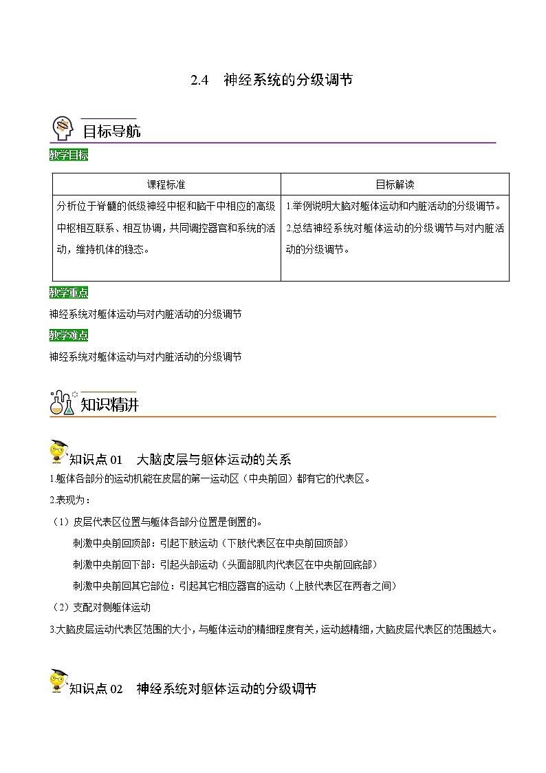 高中生物选择性必修一   2 4 神经系统的分级调节（含答案）(同步精品讲义01