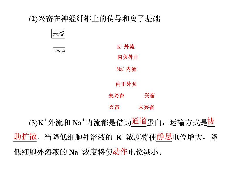 第2章  神经调节 第3节  神经冲动的产生和传导课件PPT08