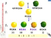 高中生物第二册 1 2 1 孟德尔的豌豆杂交实验（二） 课件-遗传与进化练习题