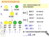 高中生物第二册 1 2 1 孟德尔的豌豆杂交实验（二） 课件-遗传与进化练习题