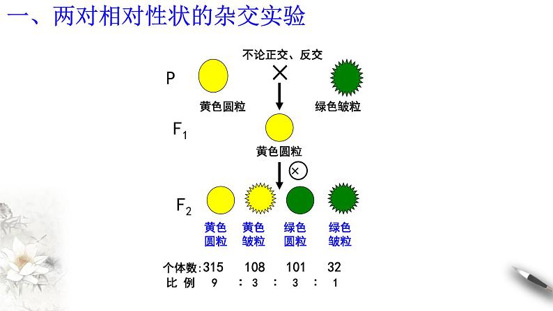 高中生物第二册 1 2 1 孟德尔的豌豆杂交实验（二） 课件-遗传与进化练习题第5页