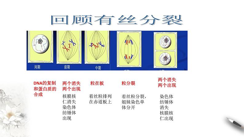 高中生物第二册 2 1 1 减数分裂和受精作用 课件-遗传与进化练习题第2页