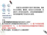 高中生物第二册 2 1 1 减数分裂和受精作用 课件-遗传与进化练习题