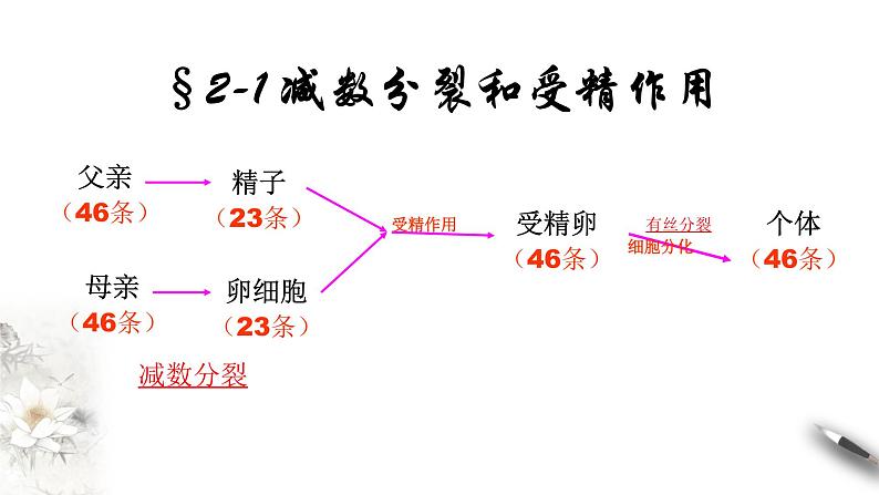 高中生物第二册 2 1 1 减数分裂与受精作用 课件-遗传与进化练习题第2页