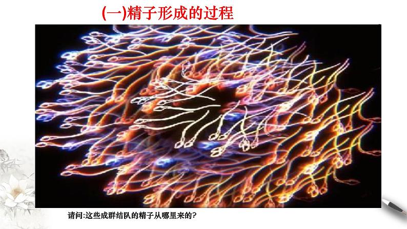 高中生物第二册 2 1 1 减数分裂与受精作用 课件-遗传与进化练习题第5页