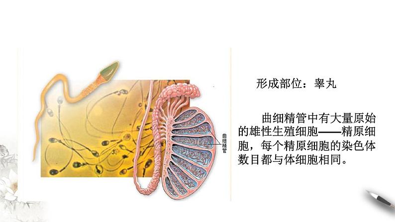 高中生物第二册 2 1 1 减数分裂与受精作用 课件-遗传与进化练习题第7页