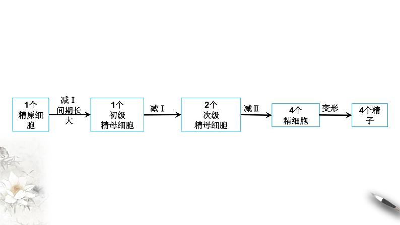 高中生物第二册 2 1 1 减数分裂与受精作用 课件-遗传与进化练习题第8页