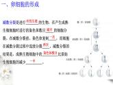 高中生物第二册 2 1 2 减数分裂和受精作用 课件-遗传与进化练习题