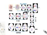 高中生物第二册 2 1 2 减数分裂与受精作用 课件-遗传与进化练习题