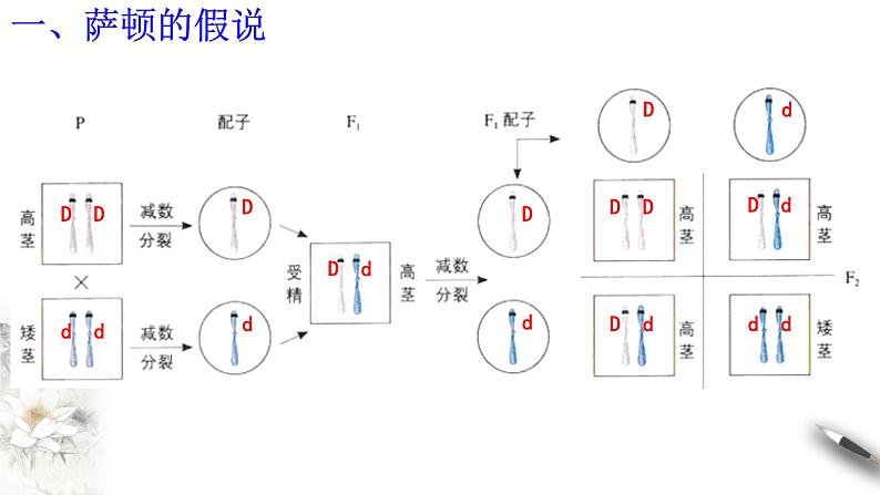 高中生物第二册 2 2 基因在染色体上 课件-遗传与进化练习题第7页