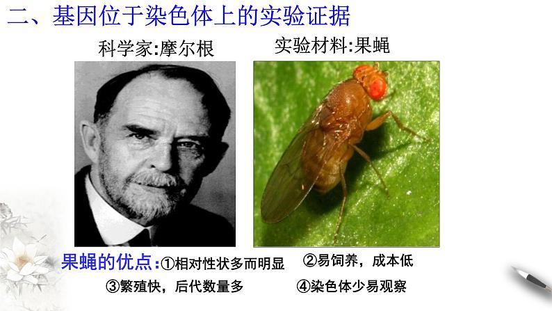 高中生物第二册 2 2 基因在染色体上 课件-遗传与进化练习题第8页