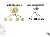 高中生物第二册 2 2 基因在染色体上 课件-遗传与进化练习题