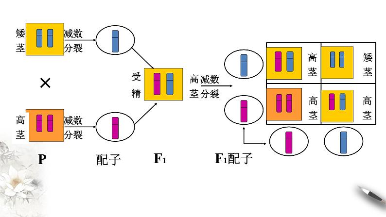 高中生物第二册 2 2 基因在染色体上 课件-遗传与进化练习题第6页