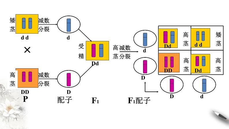 高中生物第二册 2 2 基因在染色体上 课件-遗传与进化练习题第7页