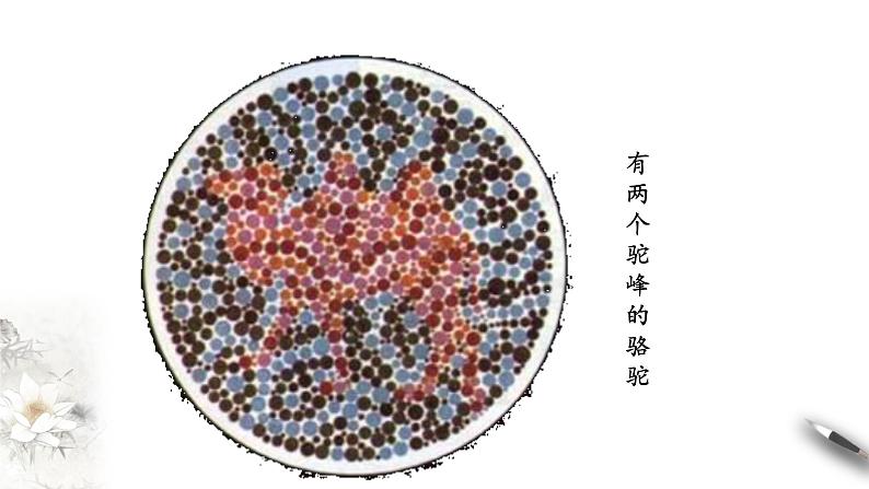 高中生物第二册 2 3 伴性遗传 课件-遗传与进化练习题05