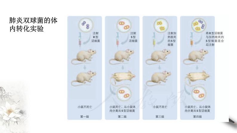 高中生物第二册 3 1 DNA是主要的遗传物质 课件-遗传与进化练习题第8页