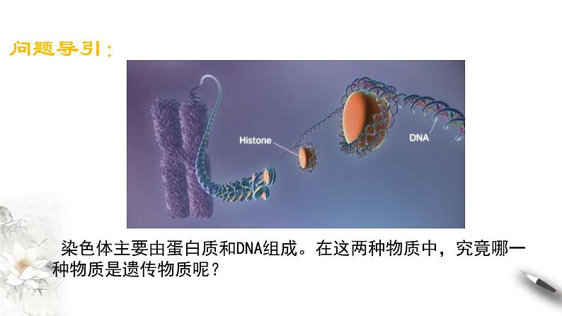 高中生物第二册 3 1 DNA是主要的遗传物质 课件-遗传与进化练习题第2页