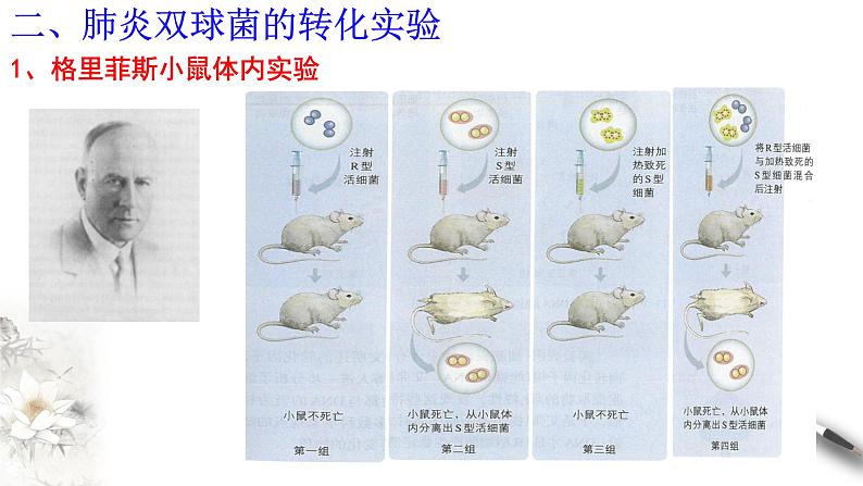 高中生物第二册 3 1 DNA是主要的遗传物质 课件-遗传与进化练习题第6页