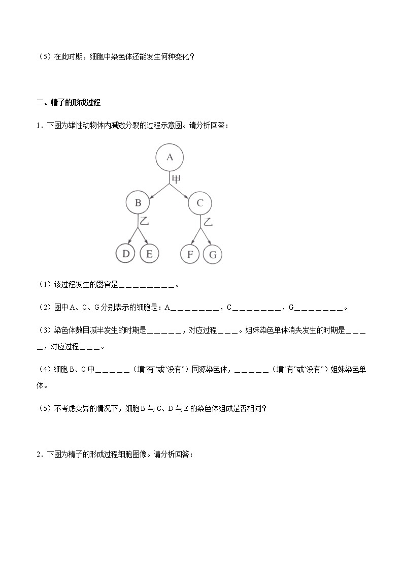 高中生物第二册 2 1 1 减数分裂和受精作用 导学案-遗传与进化03