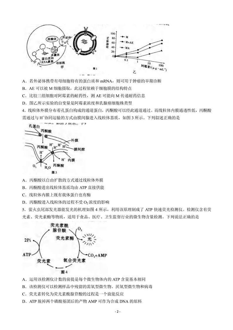 2022-2023学年重庆市巴蜀中学高三上学期适应性月考（三） 生物（word版）第2页