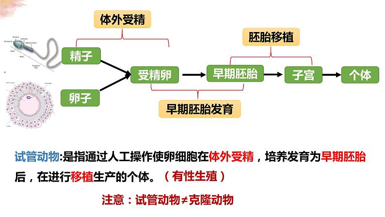 2.3.2 胚胎工程技术及其应用 课件 高中生物人教版选择性必修3第4页