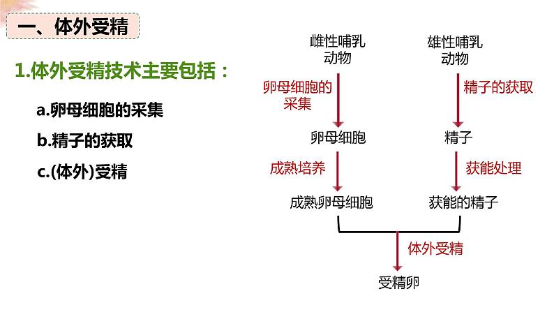 2.3.2 胚胎工程技术及其应用 课件 高中生物人教版选择性必修3第6页