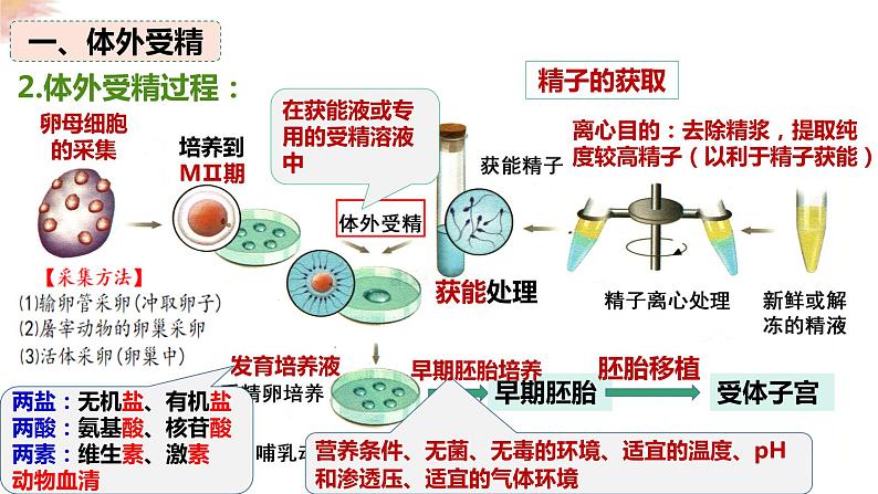 2.3.2 胚胎工程技术及其应用 课件 高中生物人教版选择性必修3第7页