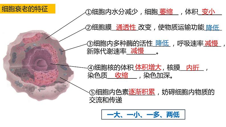 高中生物第一册 6 3细胞衰老和凋亡 课件教案第3页