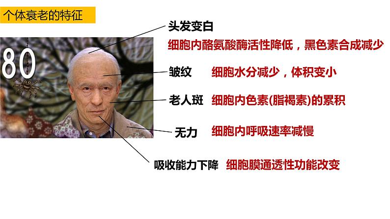 高中生物第一册 6 3细胞衰老和凋亡 课件教案第4页