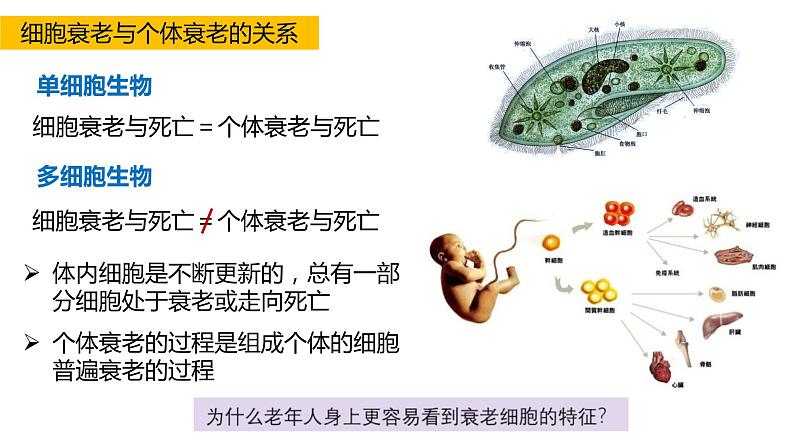 高中生物第一册 6 3细胞衰老和凋亡 课件教案第5页