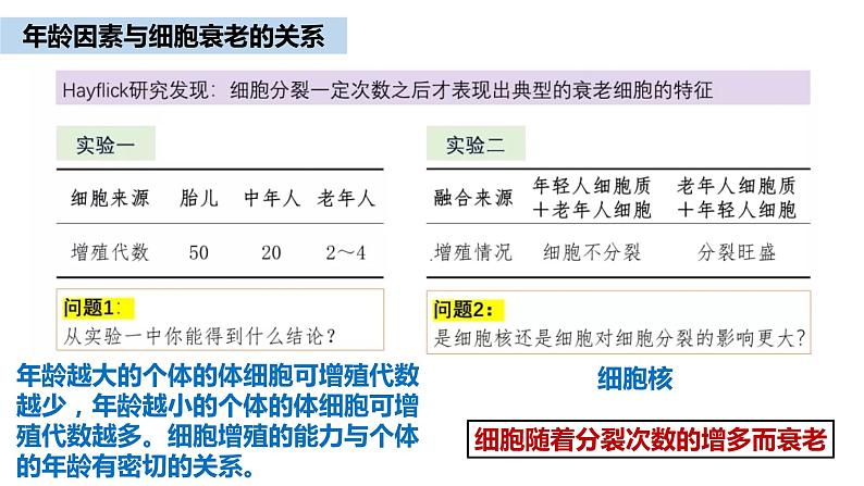 高中生物第一册 6 3细胞衰老和凋亡 课件教案第6页