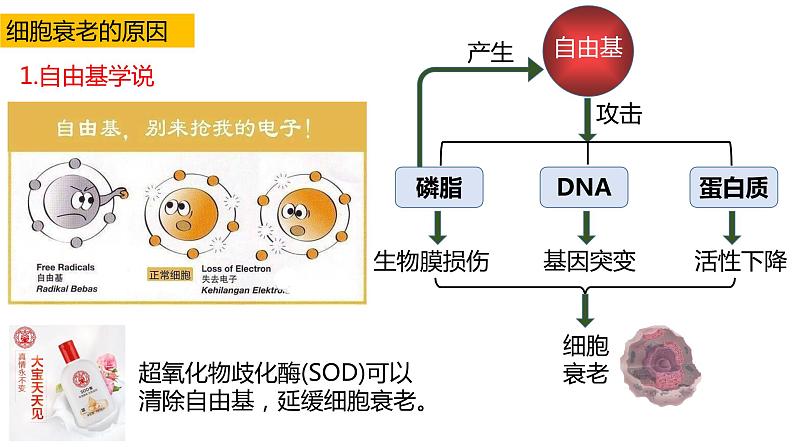 高中生物第一册 6 3细胞衰老和凋亡 课件教案第8页