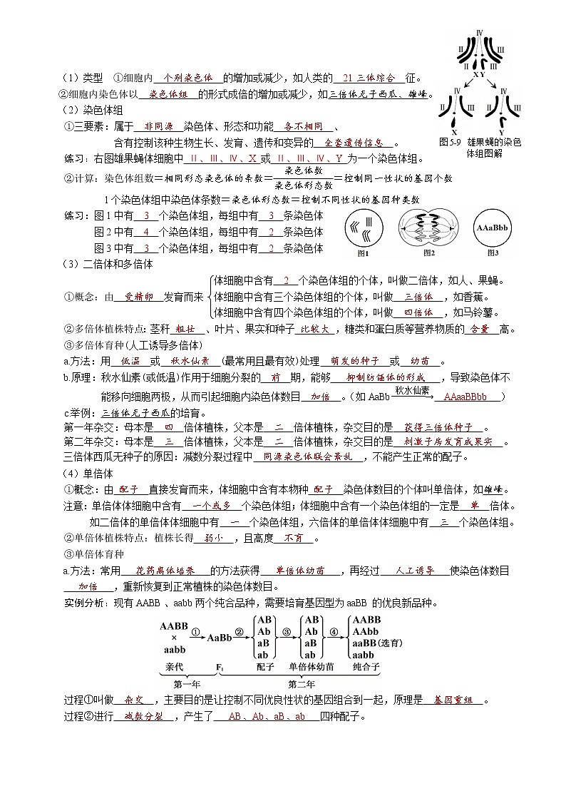 第五章 基因突变及其他变异-【必背知识】2021-2022学年高一生物章节知识清单（（人教版2019必修2）（含答案）第3页