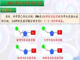3.2DNA的结构课件PPT