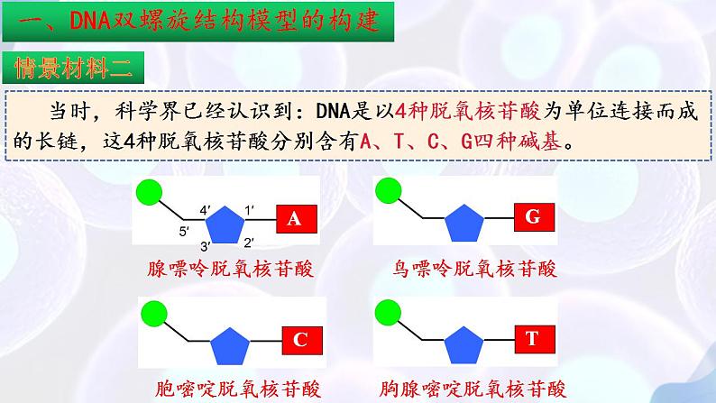 3.2DNA的结构课件PPT05