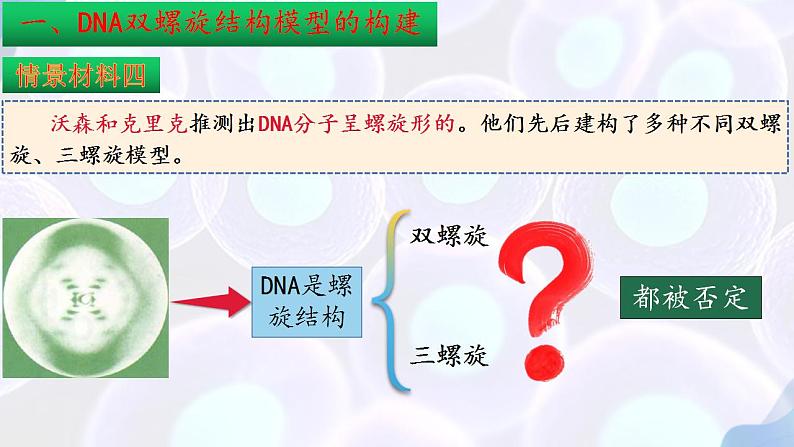 3.2DNA的结构课件PPT07