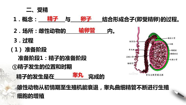 高中生物选择性必修三  第3节  一  胚胎工程的理论基础课件PPT06