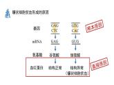 5.1基因突变和基因重组第1课时课件