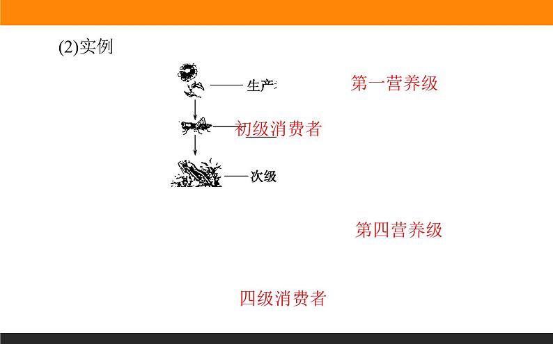 3.1生态系统的结构课件PPT第7页